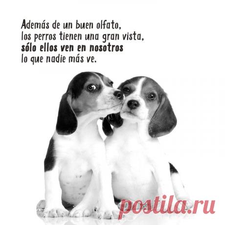 Jack Russell perro loco y tonto - Buscar con Google