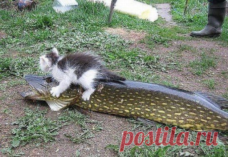Большой улов!!!