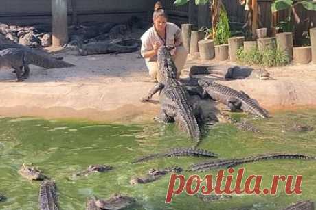 Женщина покормила аллигаторов с рук и попала на видео. Смотрительница аллигаторовой фермы в США попала на видео в момент кормления питомцев с рук. На записи видно, как женщина сидит на берегу бассейна, в котором находится около 30 рептилий, и голыми руками кладет еду в пасть одному из них. Аллигаторы не проявляют к женщине никакой агрессии.