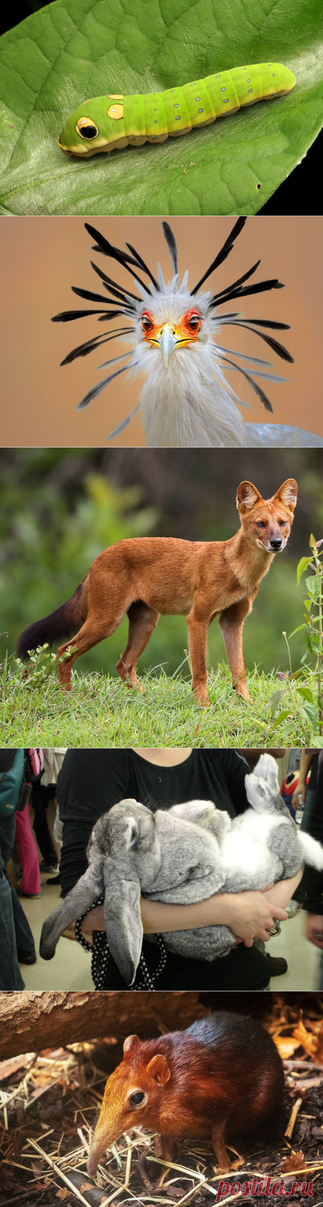 Самые необычные животные в мире (часть 48)