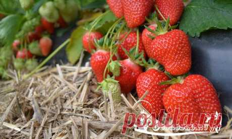 Как правильно посадить клубнику - 4 способа посадки