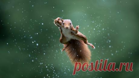 Жюри международного конкурса Comedy Wildlife Photography Awards определилось с финалистами 2022 года.