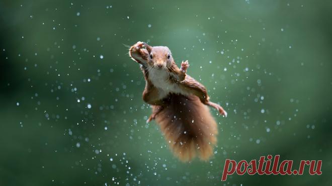 Жюри международного конкурса Comedy Wildlife Photography Awards определилось с финалистами 2022 года.