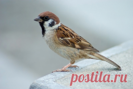 Интересные факты о тех, кто всегда рядом: о воробьях!