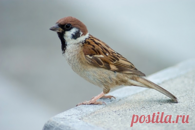 Интересные факты о тех, кто всегда рядом: о воробьях!