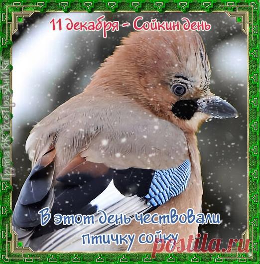 Поздравляем с Сойкиным днем! Пусть ваша забота о птицах принесет вам радость и благополучие. Спасибо, что помогаете лесным жителям! Открытки на Сойкин день!
