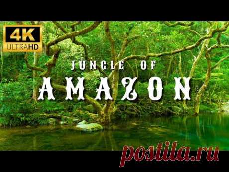 4K Amazon Rainforest Wildlife - Discover the Creatures That Inhabit the Jungle