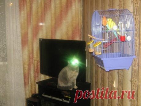 Смешные животные: когда дома скучно. Подборка забавных фото | уДачная жизнь | Яндекс Дзен