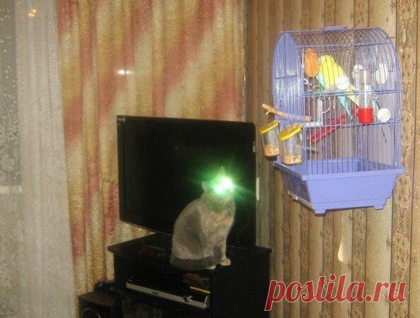 Смешные животные: когда дома скучно. Подборка забавных фото | уДачная жизнь | Яндекс Дзен