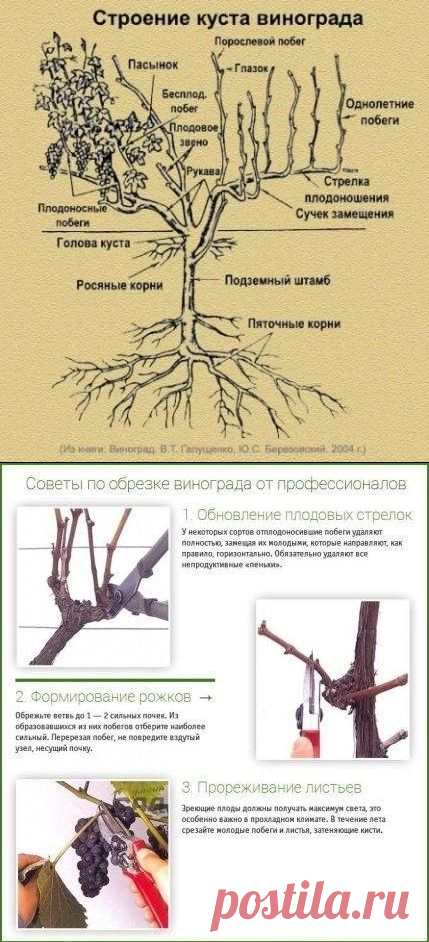 Обрезка винограда осенью для начинающих в картинках
