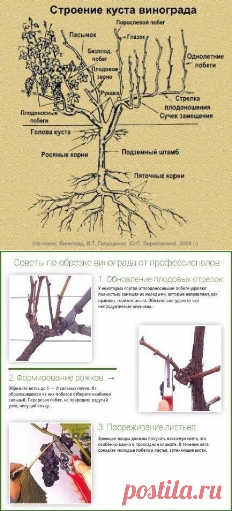 Обрезка винограда осенью для начинающих в картинках