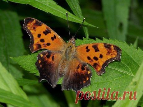 Polygonia comma (Углокрыльница &quot;запятая&quot;))