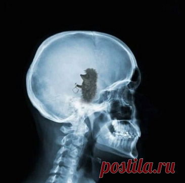 Пин на доске Смешное