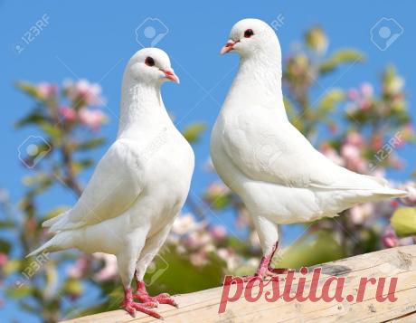 paloma en la ventana - Buscar con Google