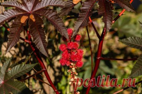 Клещевина — “пальма”, которая быстро растет и практически не требует ухода