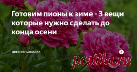 Готовим пионы к зиме - 3 вещи которые нужно сделать до конца осени Октябрь и ноябрь - это время когда пришла пора готовить участок к зиме, сегодня я расскажу вам о том как подготовить пионы к холодам.
Хоть пионы и являются многолетними цветами, которые отличаются свой неприхотливостью и устойчивостью к холодам, всё равно нужно выполнить ряд агротехнических мероприятий, чтобы в следующем году насладиться их красотой сполна.
И так приступим:
Подкормка