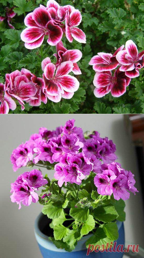 Выращивание королевских пеларгоний (гераней) из черенков.