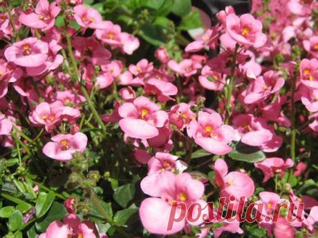 Диасция бородчатая: выращивание и размножение