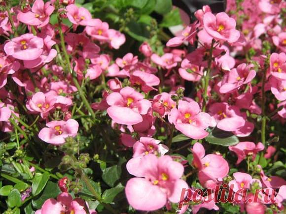 Диасция бородчатая: выращивание и размножение