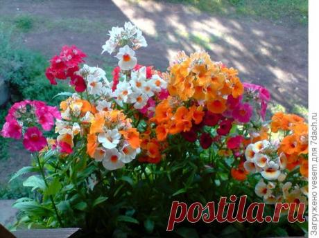 Подскажите название растения - ответы экспертов 7dach.ru