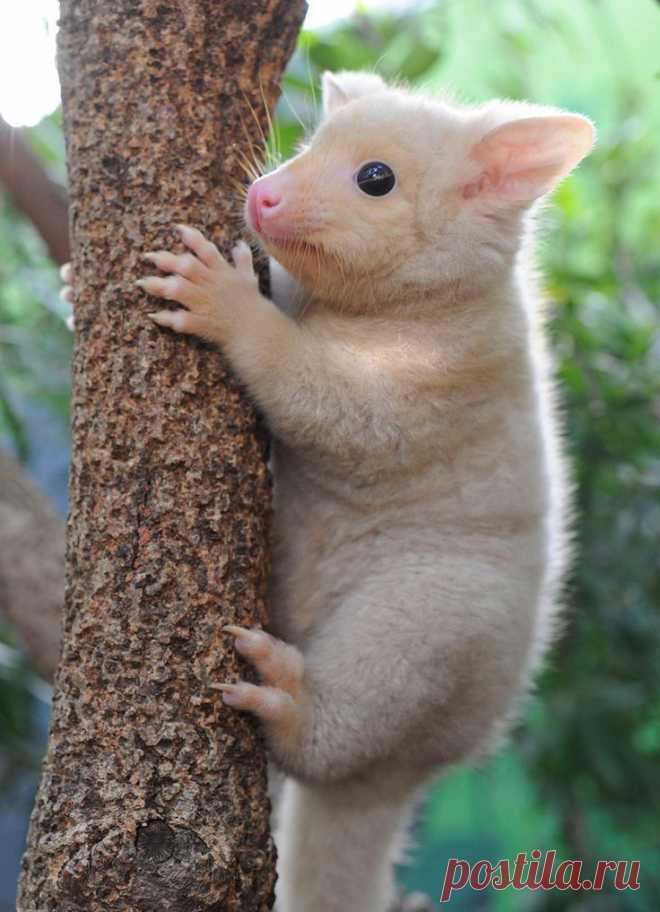 Golden Brushtail Possum
