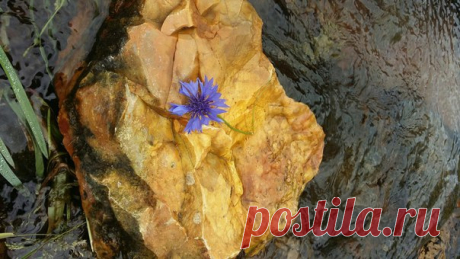 Цветы наших путешествий ♥ Из поездки в г.Старица (Тверская область)