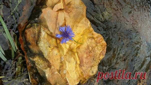 Цветы наших путешествий ♥ Из поездки в г.Старица (Тверская область)