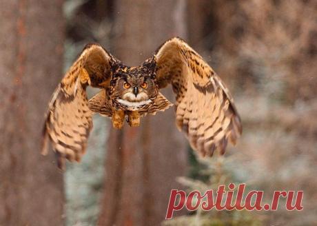 Животные крупным планом Роберта Адамека (Robert Adamec) — Фотоискусство