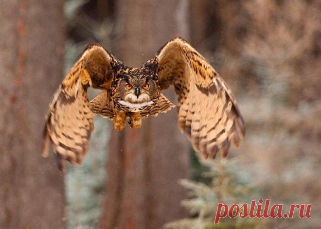 Животные крупным планом Роберта Адамека (Robert Adamec) — Фотоискусство