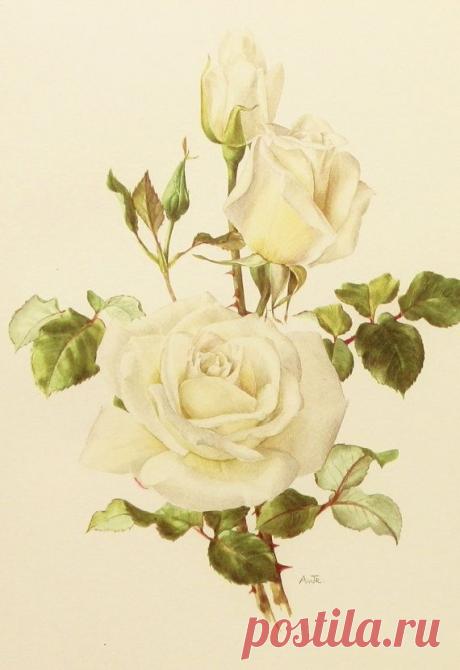 White Shabby Chic Decor, Virgo Rose Print, 1960s Rose Botanical Wall Art, No. 17