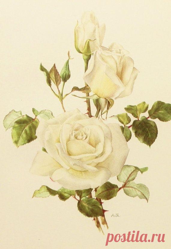 White Shabby Chic Decor, Virgo Rose Print, 1960s Rose Botanical Wall Art, No. 17