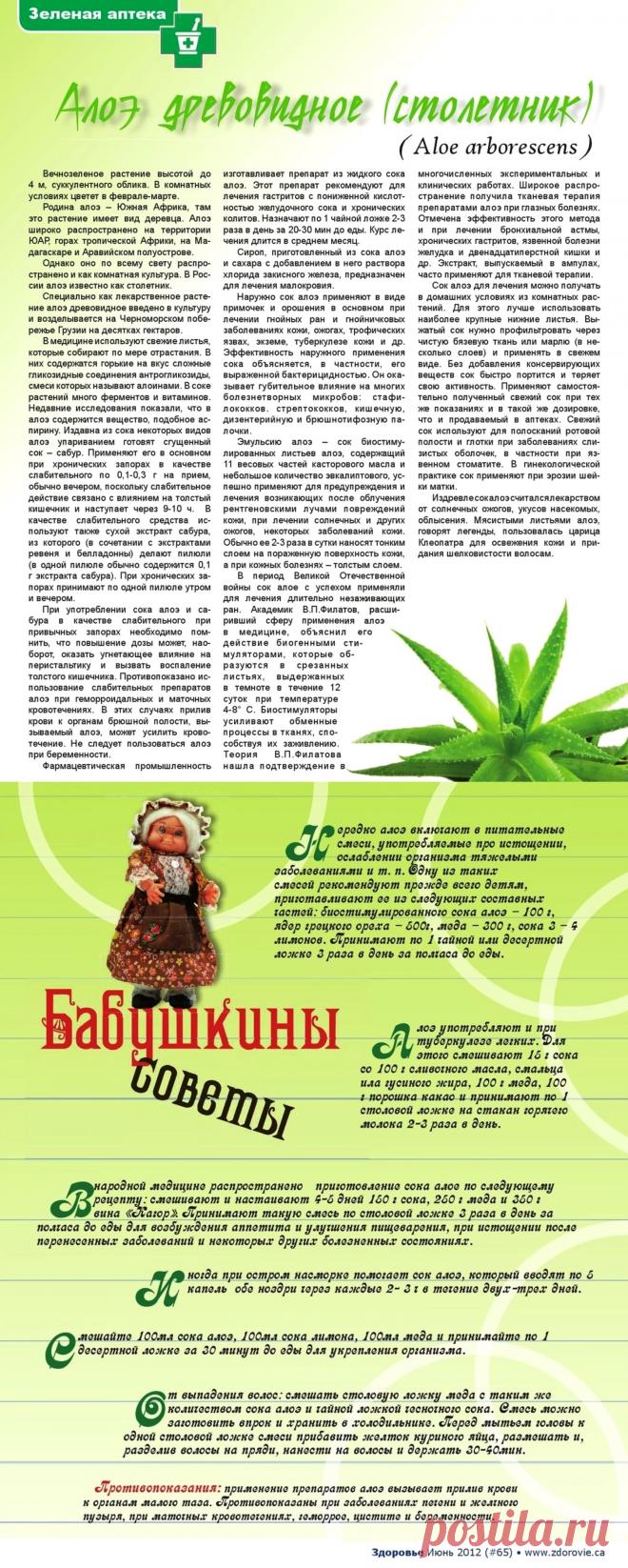 Алоэ древовидное (столетник)