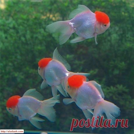 Красная шапочка