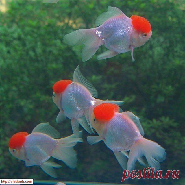 Красная шапочка