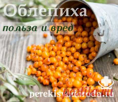 Облепиха: польза и вред для нашего здоровья. 22 рецепта лечения Рассмотрим подробно о пользе и вреде облепихи для здоровья человека. Какие полезные, лечебные свойства и противопоказания имеют листья, плоды и жмых растения. Как применять в косметологии