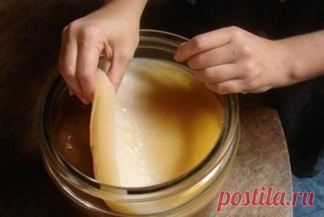 Выращиваем чайный гриб из черного чая или шиповника Чайный гриб помогает приготовить вкуснейший напиток и, кроме того, у него масса полезных свойств, о которых мы тоже вспомним в этом посте. Как вырастить чайный гриб самостоятельно из черного чая или шиповника, как хранить чайный