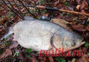 Рыбалка видео: Ловля толстолобика весной