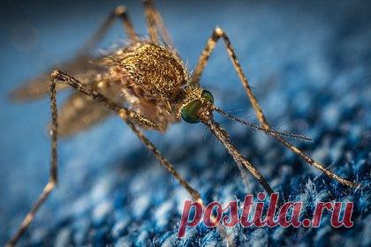 Паразитолог оценил вероятность заражения малярией в России. Директор Института медицинской паразитологии, тропических и трансмиссивных заболеваний имени Марциновского Первого Московского государственного медицинского университета имени Сеченова Минздрава России Александр Лукашев оценил вероятность заражения малярией в России, отметив, что она равна нулю.