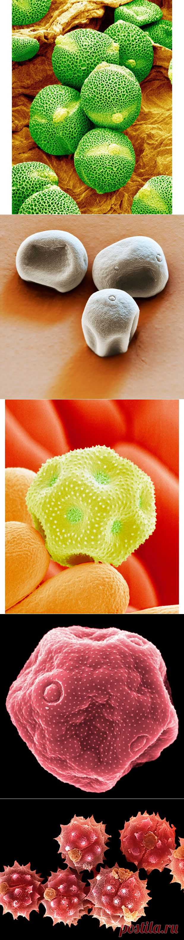 Частицы пыльцы и пыли под электронным микроскопом.