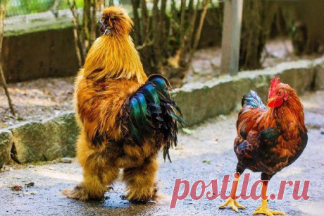 Мой Мир@Mail.Ru