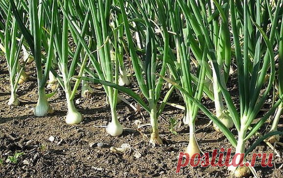 10 СЕКРЕТОВ ХОРОШЕГО УРОЖАЯ ЛУКА
Сохраните, чтобы не потерять!
 Секрет первый.
Лук не любит глинистой почвы, если у Вас таковая, нужно на грядку обязательно насыпать песка, торфа, все перемешать. А еще нужна слабощелочная почва, если у вас кислая, обязательно с осени (весной это делать поздно) нужно внести доломитовую муку для раскисления.
 Секрет второй.
При посадке севка нужно опустить его на минут 10-20 в раствор марганцовки для обеззараживания посадочного материала.
 Секрет третий.
Затем н