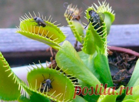 Комнатное растение Венерина мухоловка (Dionaea). Венерина мухоловка - одно из самых любопытных насекомоядных растений. Ее украшенные зубчиками листья быстро закрываются, когда внутрь попадает крылатая жертва. Родина растения - теплые болота Северной Америки. К сожалению, в комнатных условиях мухоловки долго не живут, обычно они имеют декоративный вид лишь с весны до лета. Однако недолгий срок их существования с лихвой окупается любопытными впечатлениями от содержания столь необычного растения.