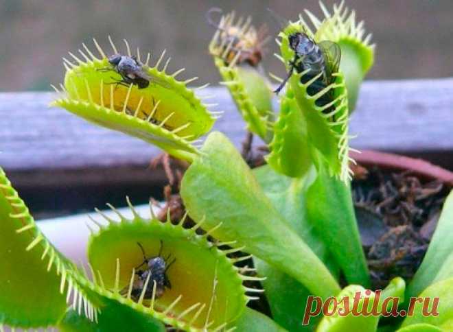 Комнатное растение Венерина мухоловка (Dionaea). Венерина мухоловка - одно из самых любопытных насекомоядных растений. Ее украшенные зубчиками листья быстро закрываются, когда внутрь попадает крылатая жертва. Родина растения - теплые болота Северной Америки. К сожалению, в комнатных условиях мухоловки долго не живут, обычно они имеют декоративный вид лишь с весны до лета. Однако недолгий срок их существования с лихвой окупается любопытными впечатлениями от содержания столь необычного растения.