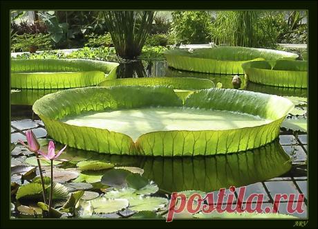 раффлезия арнольда - Пошук Google