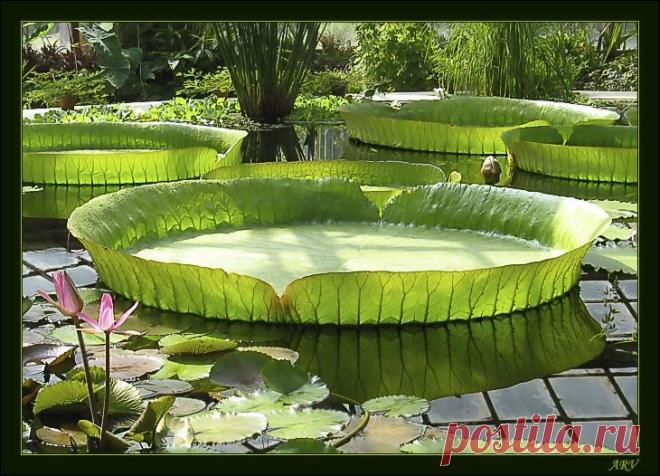 раффлезия арнольда - Пошук Google