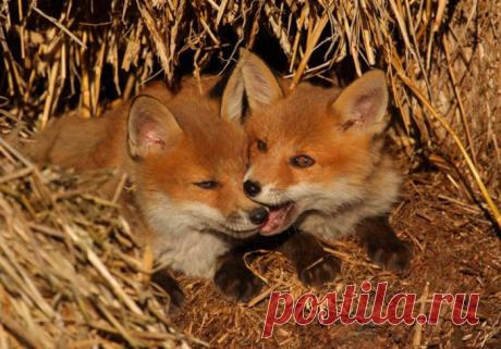 Забавные животные - ФОТО (22.02.2021)