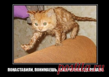 Уморительные демотиваторы скрасят ваш одинокий вече