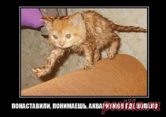 Уморительные демотиваторы скрасят ваш одинокий вече