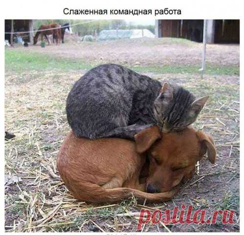Смешные фотографии котов и собак.