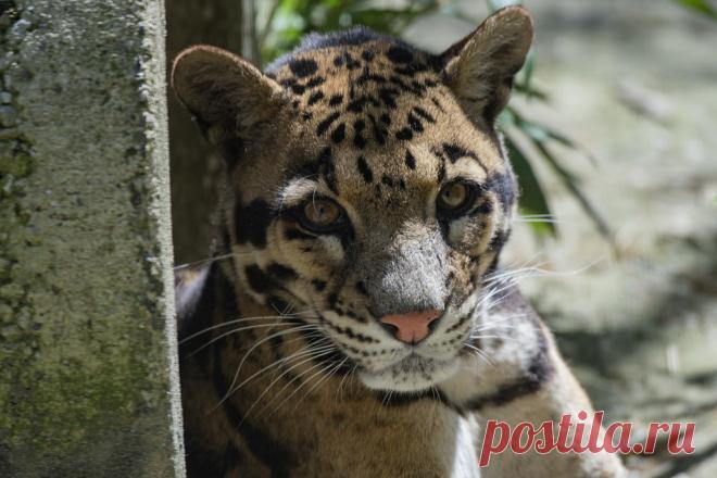 Clouded Leopard Nevelpanter (Neofelis nebulosa) Zie-Zoo, Volkel, The Netherlands Conservation status: Vulberable
